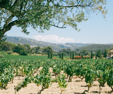 vineyard scene